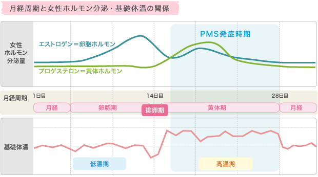 月経周期と女性ホルモン分泌・基礎体温の関係
