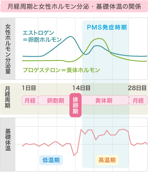 月経周期と女性ホルモン分泌・基礎体温の関係